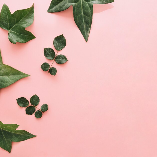 Verzameling van verschillende groene bladeren op roze oppervlak