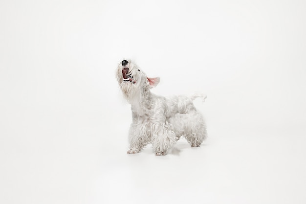 Verzorgde terriërpuppy met pluizig bont. Schattige witte kleine hondje of huisdier speelt en loopt geïsoleerd op een witte achtergrond.