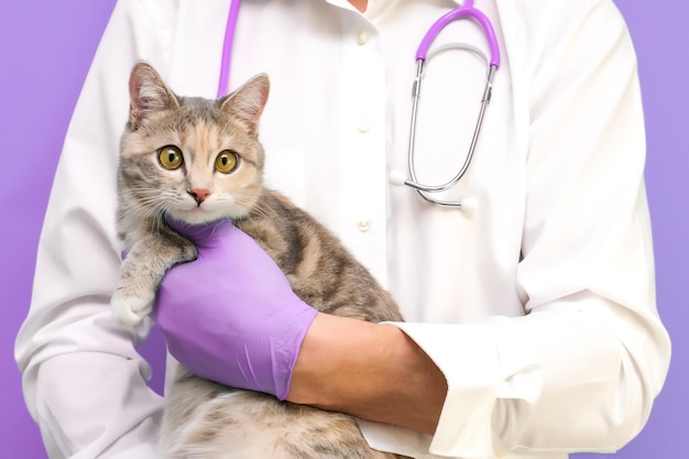 Veterinair onderzoek van de kat. kitten bij de dierenarts. dierenkliniek. dierencontrole en vaccinatie. gezondheidszorg. op een paarse achtergrond