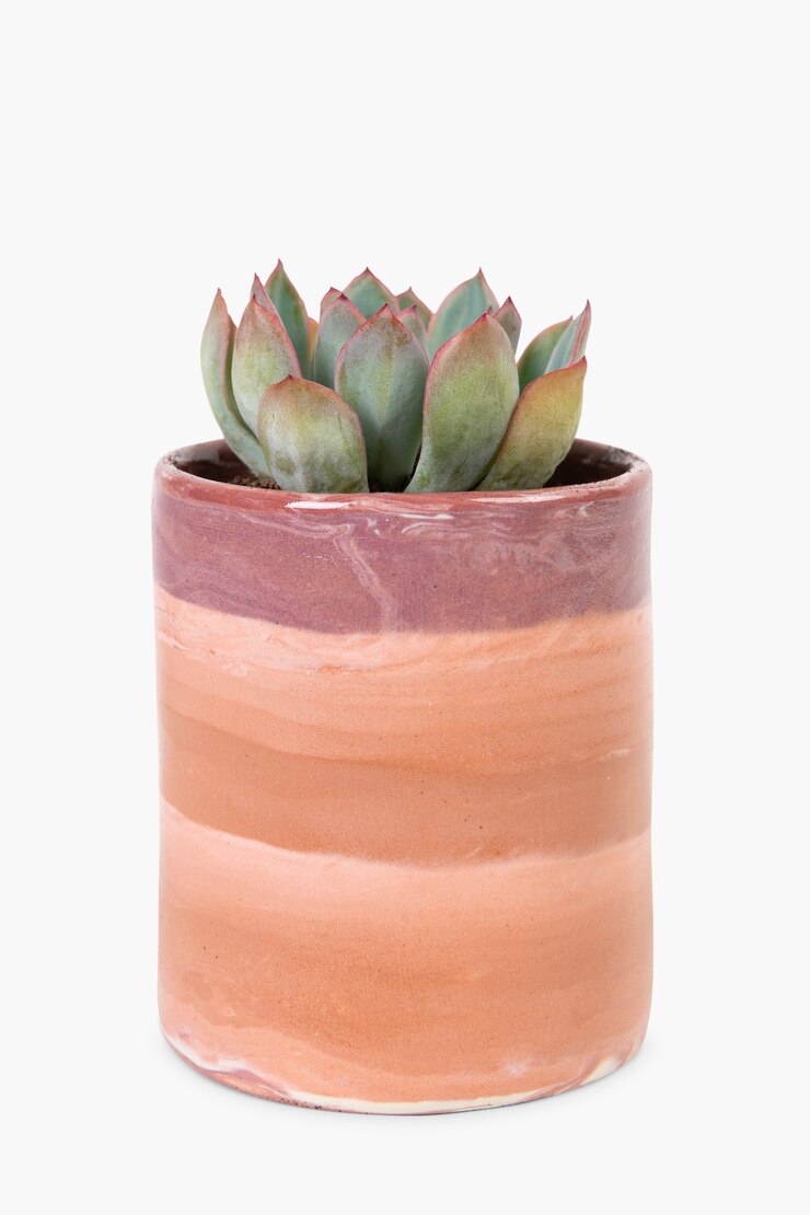 Gratis Foto vetplant in een terracotta pot woondecoratie object