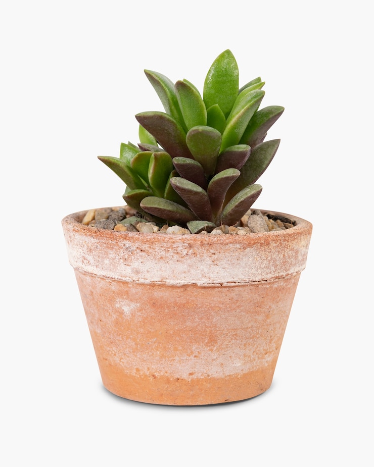 Gratis Foto vetplant in een terracotta pot woondecoratie object