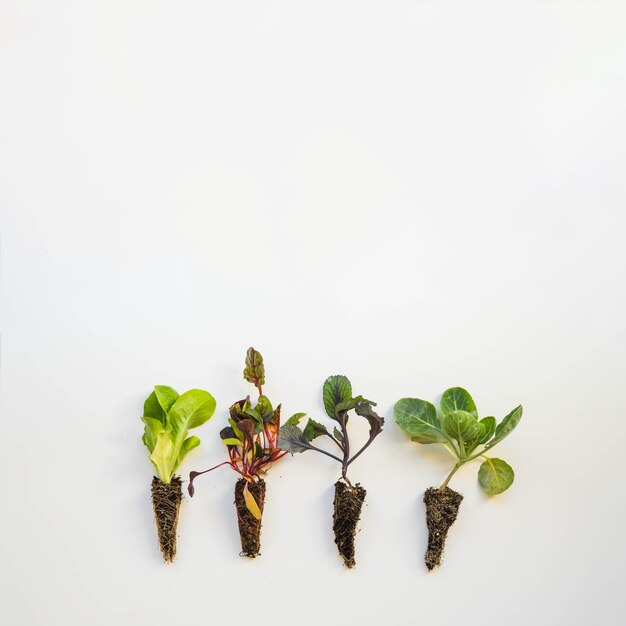 Vier planten