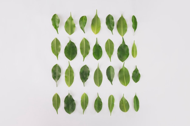 Vierkant van plant bladeren