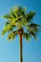 Gratis foto view of green palm tree species with beautiful foliage