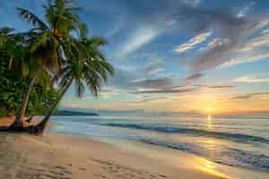 Gratis foto view of palm tree species with green foliage