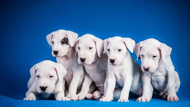 Gratis foto vijf dogo argentino-puppy's op blauwe achtergrond