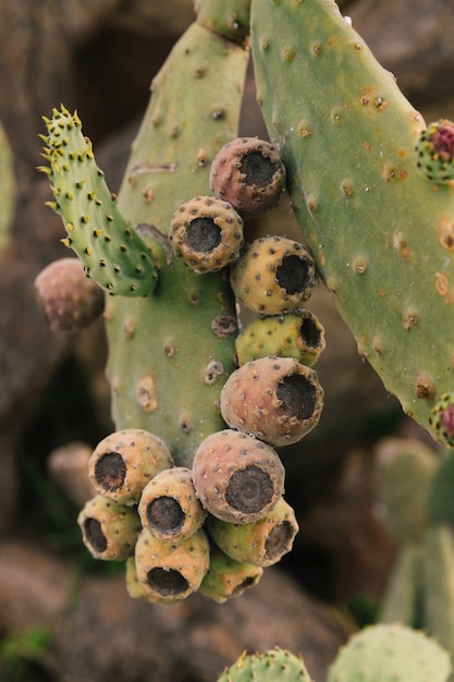 Vijgcactus met fruit