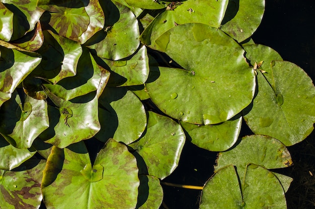 Gratis foto vijver met groene bladeren