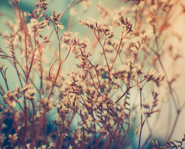 Vintage foto van wilde bloemen in zonsondergang