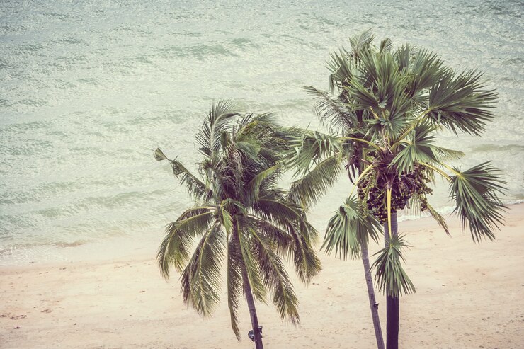 Gratis Foto vintage palmboom