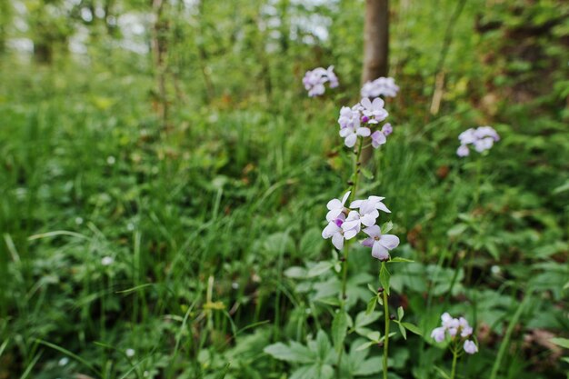 Violet saponaria bloeiende planten bij bos Graszeep Zeepkruiden bloem