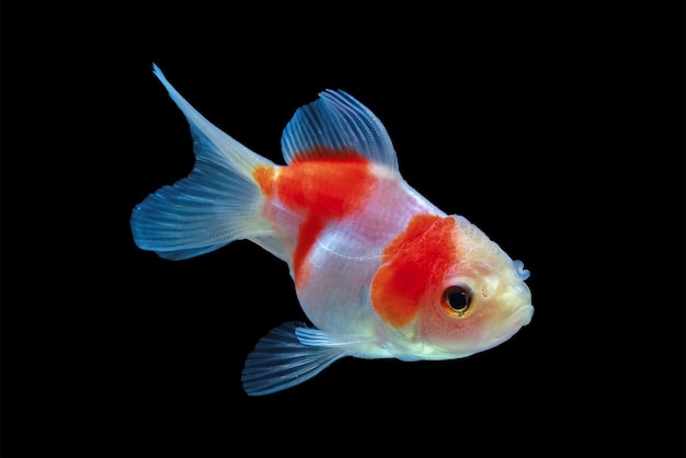 Vissenkom bewegend met zwarte achtergrond elegante fishbal met zwarte achtergrond