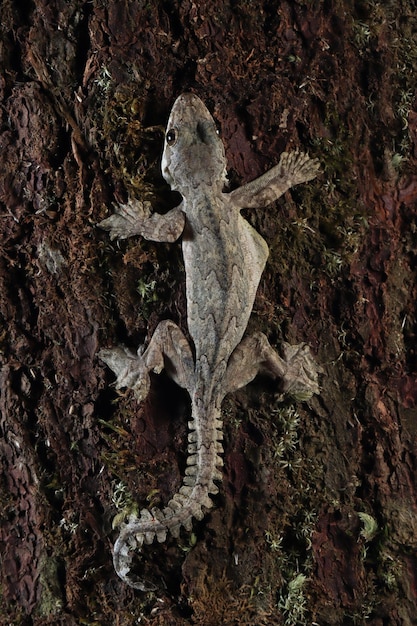 Gratis foto vliegende gekkocamouflage op hout vliegende gekkoclose-up op boom