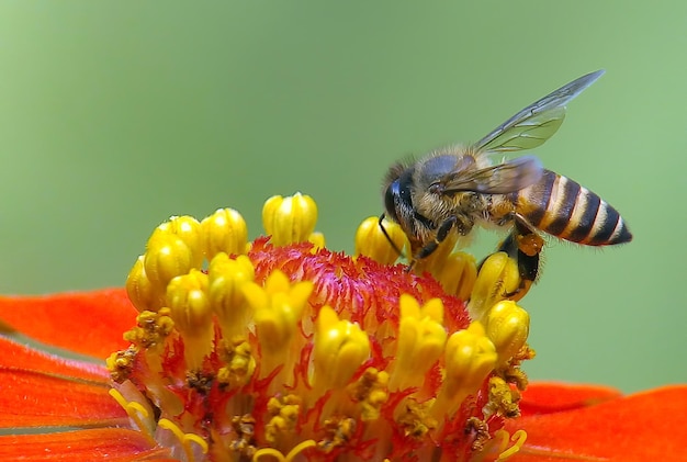 Vliegende honingbij die stuifmeel verzamelt bij gele bloem Bij die over de gele bloem vliegt op onscherpe achtergrond