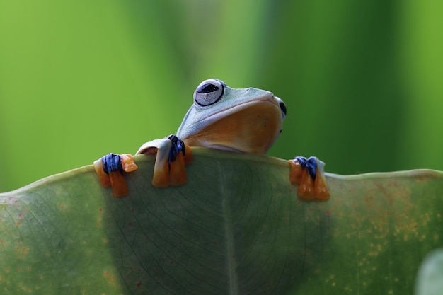 Gratis foto vliegende kikker close-up op tak