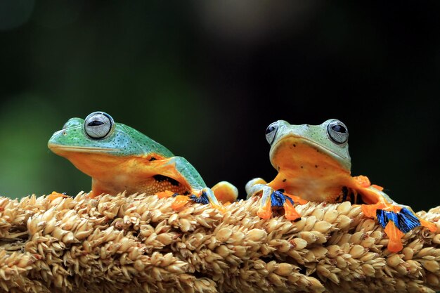 Vliegende kikker zittend op groene bladeren mooie boomkikker op groene bladeren rachophorus reinwardtii Javaanse boomkikker op tak