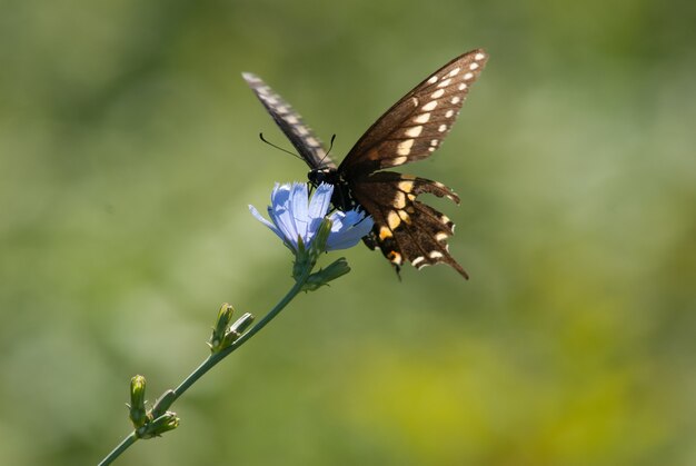 Vlinder aan een blauwe bloem