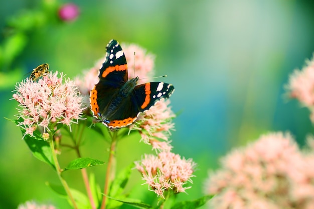 Gratis foto vlinder op een bloem