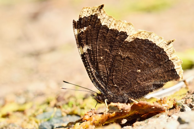 Gratis foto vlinder op een tak