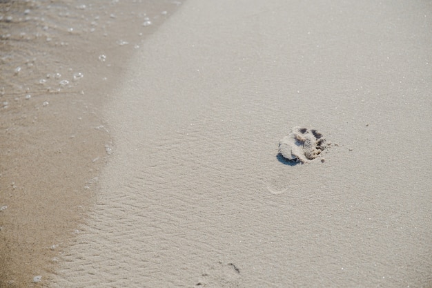 Voetafdruk op zand in zonlicht