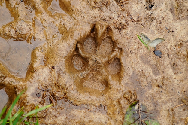 Gratis foto voetafdruk van een hond in de modder