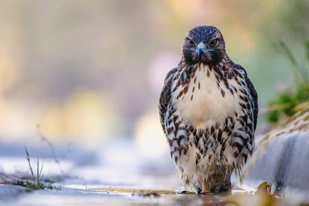 Vogel die op de grond rust