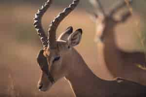 Gratis foto vogel die zich op een gazellegezicht bevindt