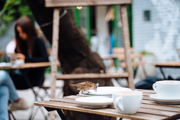 Vogel in de stad. Mus zittend op tafel in terras