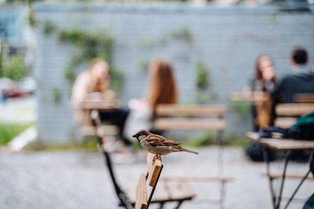 Vogel in de stad. Mus zittend op tafel in terras