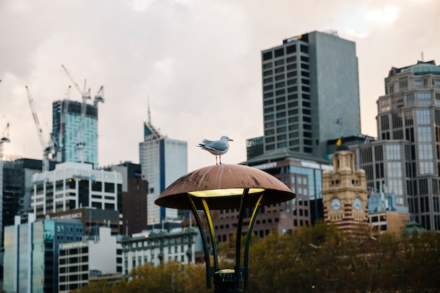 Gratis foto vogel in de stad