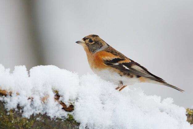 Vogel in een besneeuwde boomtak