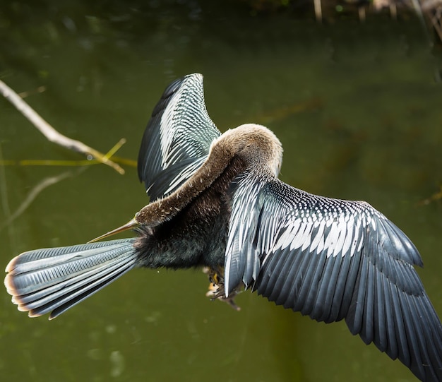 Vogel in Everglades