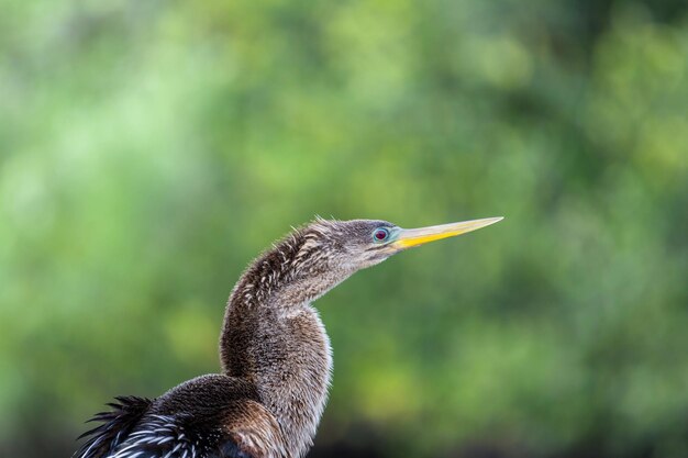 Vogel in Everglades