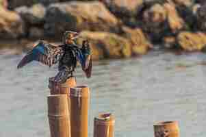 Gratis foto vogel probeert te vliegen