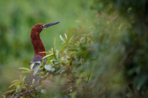 Vogel van pantanal in de natuur habitat