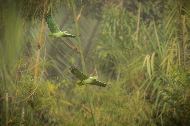 vogel van Zuid-Amerika in de natuurhabitat