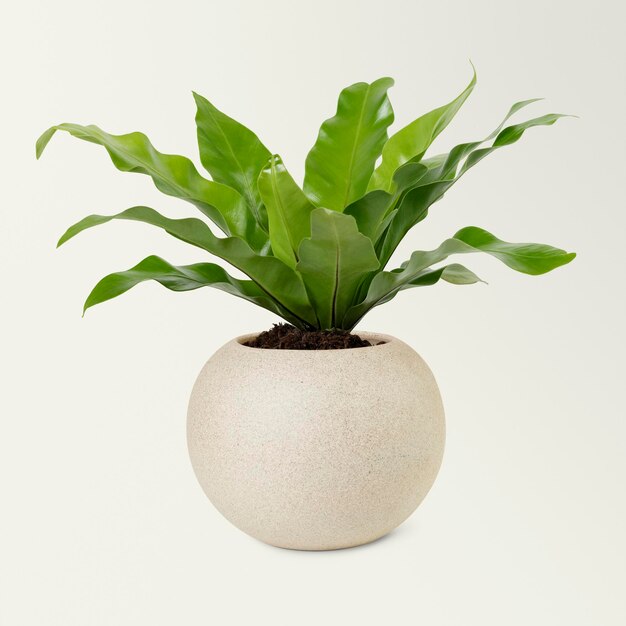 Vogelnestplant in een beige pot