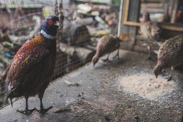 Gratis foto vogelzitting bij voedsel in kooi