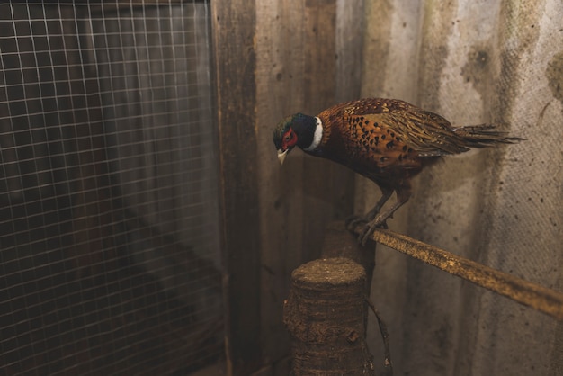 Gratis foto vogelzitting op stok op landbouwbedrijf