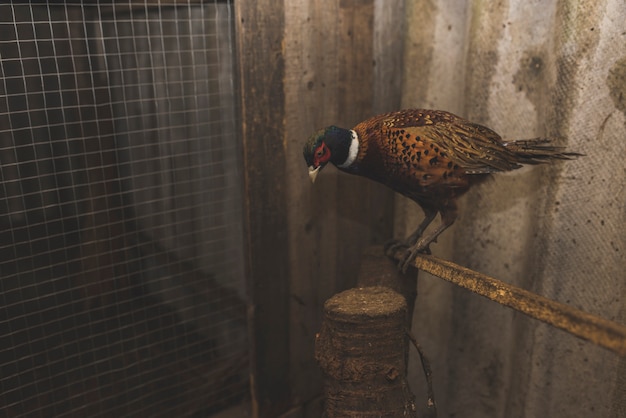 Vogelzitting op stok op landbouwbedrijf