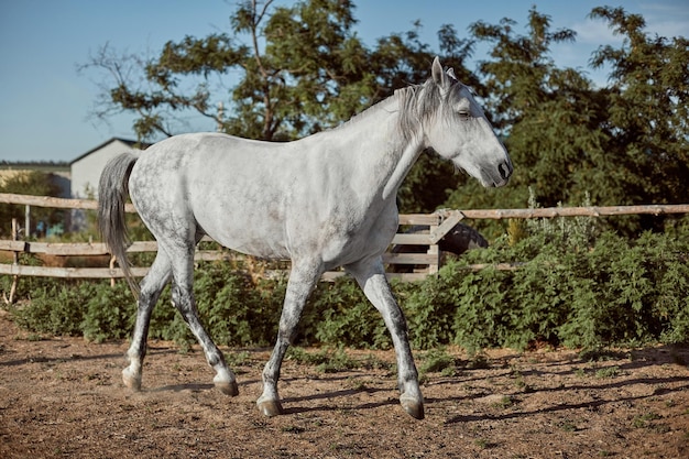 Gratis foto volbloed paard in een pen buitenshuis. zijaanzicht van het witte paard