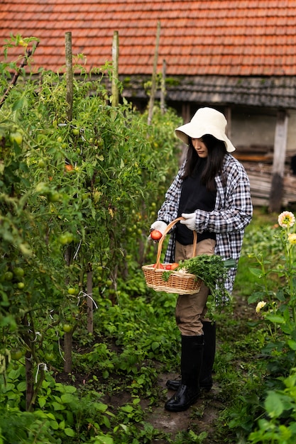 Volledig geschoten vrouw die tomaten plukt