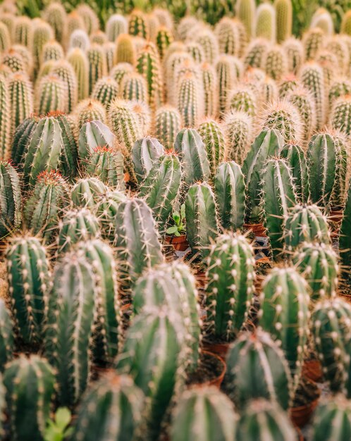 Volledig kader van cactusinstallatie met doornen