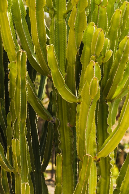 Volledig kader van saguarocactus