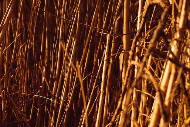 Gratis foto volledig kaderschot van bruin riet