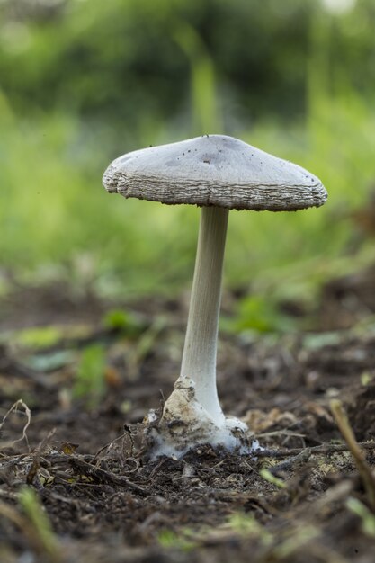 Volvopluteus gloiocephala, stoppelroosje schimmel, Malta