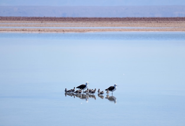 Volwassen andeskluten met babyvogels in de chaxa-lagune, salar de atacama-zoutvlakte, noord-chili
