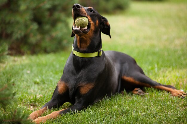 Volwassen Doberman-type hond die op groen gras legt en een tennisbal kauwt