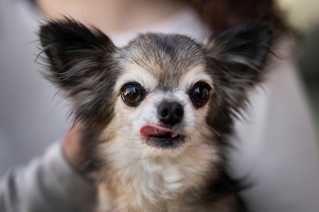 Vooraanzicht eigenaar met schattige chihuahua hond