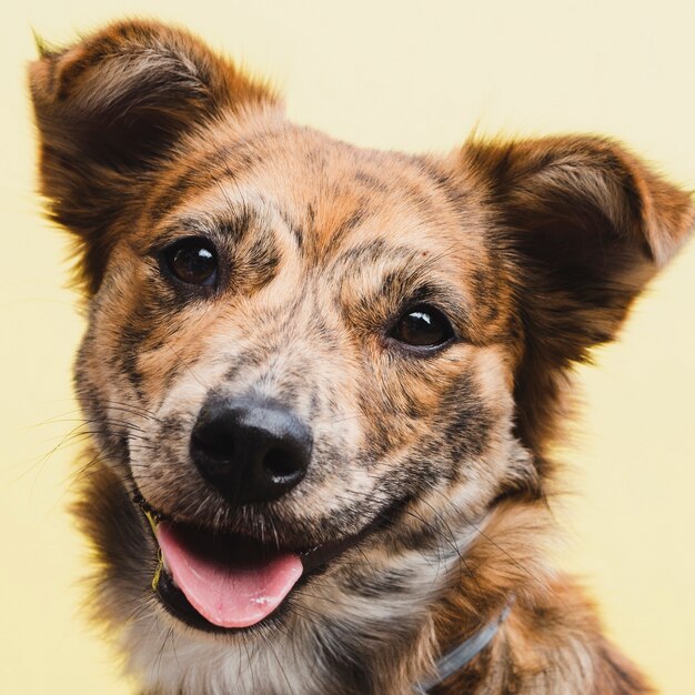 Vooraanzicht schattige binnenlandse hond huisdier